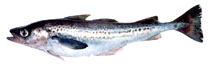 Fischkunde/alaska seelachs