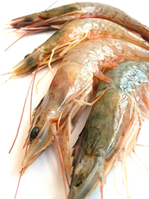 Fischkunde/garnelen