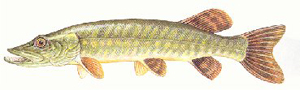 Fischkunde/hecht