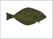 Fischkunde/heilbutt
