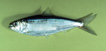 Fischkunde/Hering