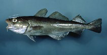 Fischkunde/Kabeljau