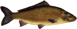 Fischkunde/karpfen (0 KB)