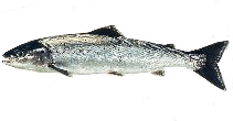 Fischkunde/lachs