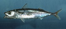 Fischkunde/makrele