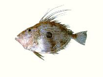 Fischkunde/petersfisch