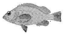 Fischkunde/rotbarsch