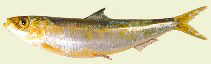 Fischkunde/sardine