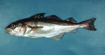 Fischkunde/schellfisch