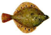 Fischkunde/scholle