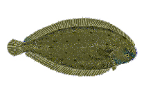 Fischkunde/seezunge