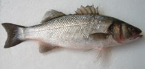 Fischkunde/wolfsbarsch